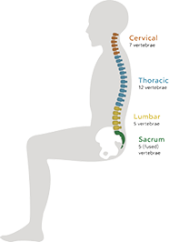 Lumbar-Support