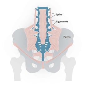 Pelvis Support