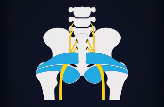 Piriformis-img