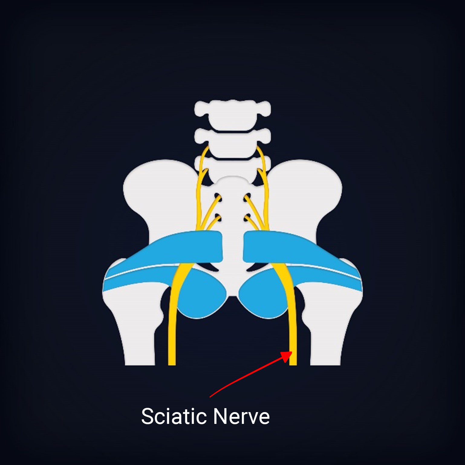 sciatic-nerve-img