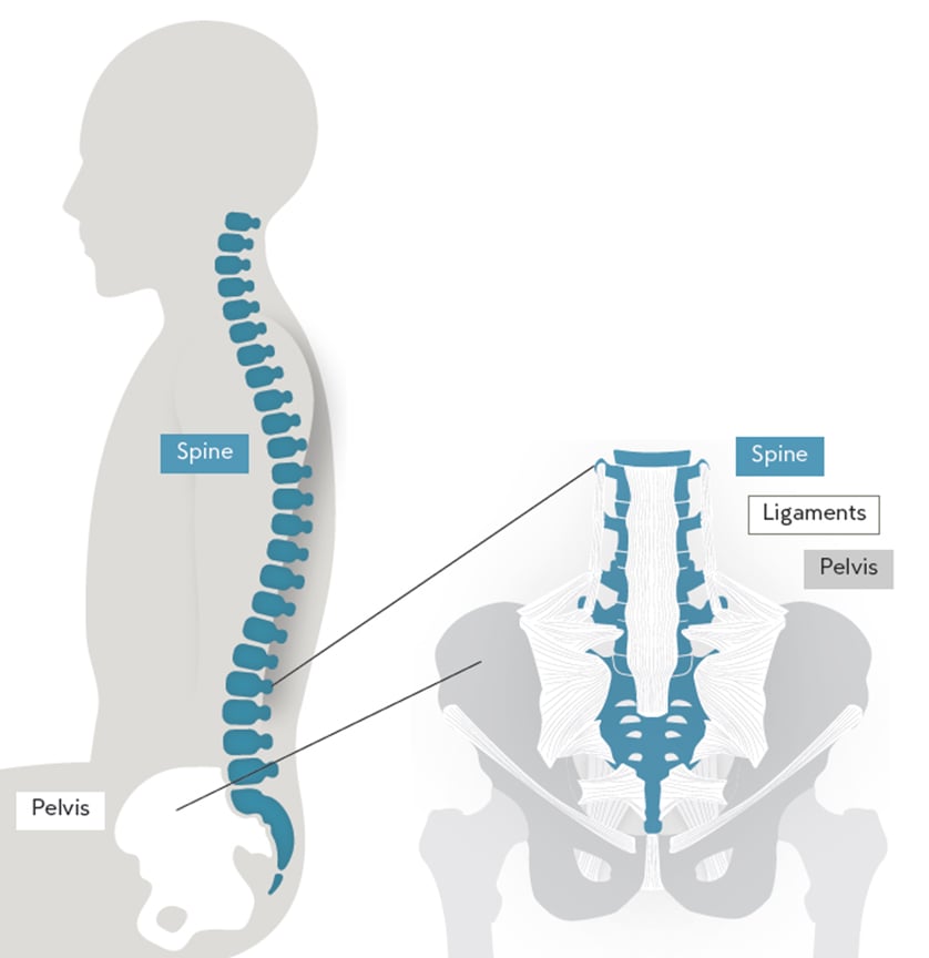 spine-pelvis-img