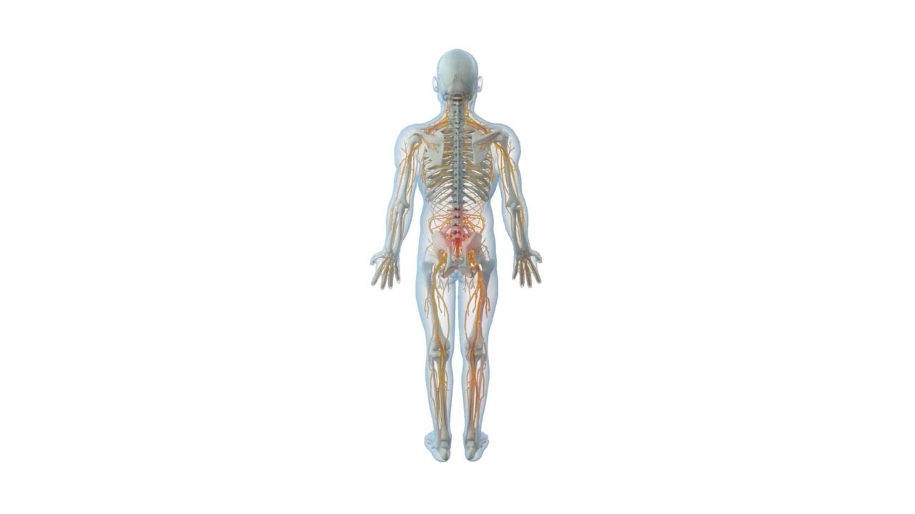 Understanding The Origin of Piriformis Syndrome and Sitting